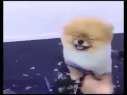 Old blog posts need a spa day too just like this Pomeranian - GIF